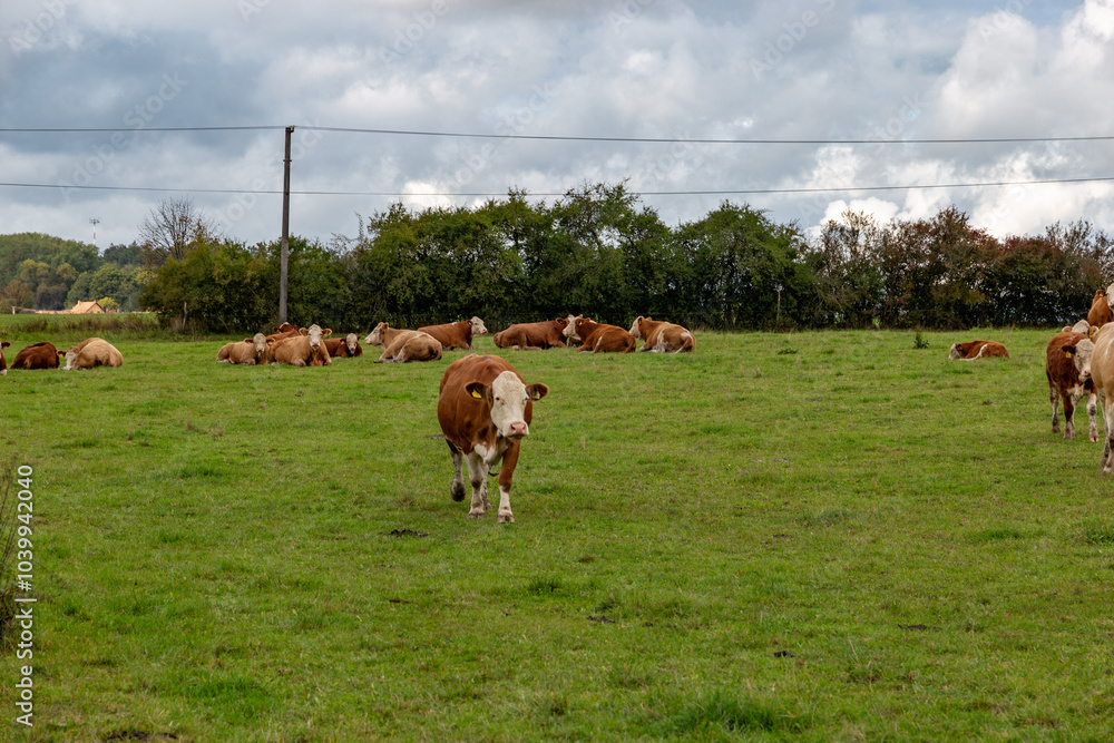Cows grazing in the pasture