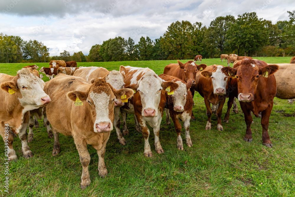 Cows grazing in the pasture