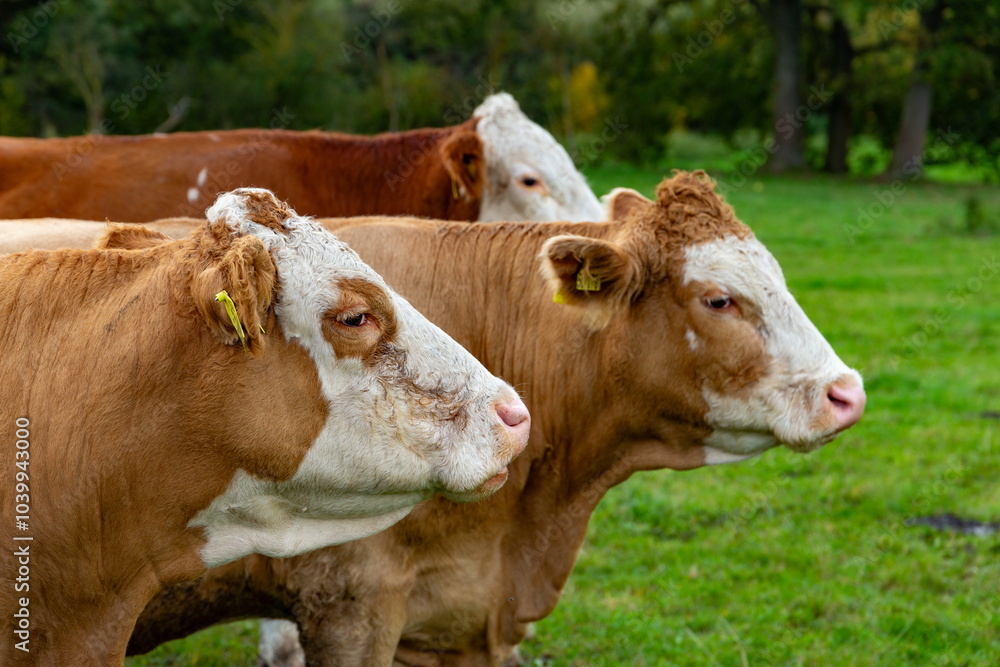 Cows grazing in the pasture