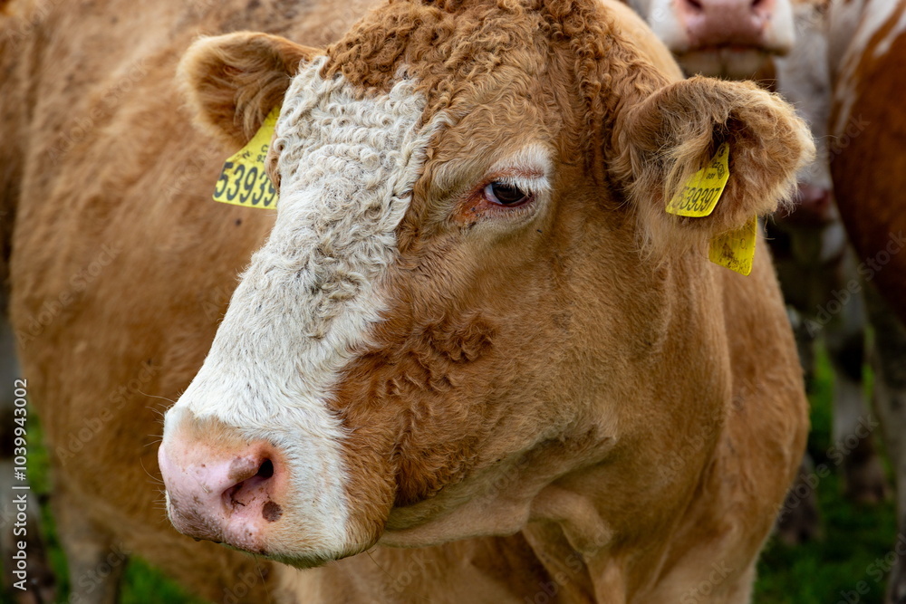 Cows grazing in the pasture