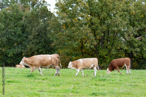 Obraz na płótnie Cows grazing in the pasture w salonie