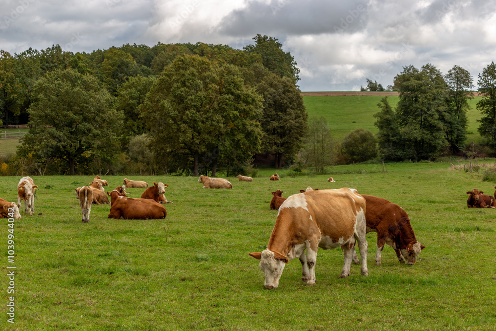 Cows grazing in the pasture