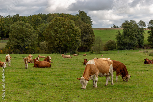 Obraz na płótnie Cows grazing in the pasture w salonie