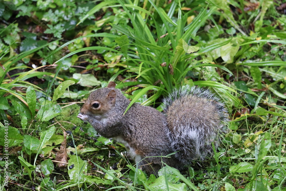 Grey squirrels in Ireland