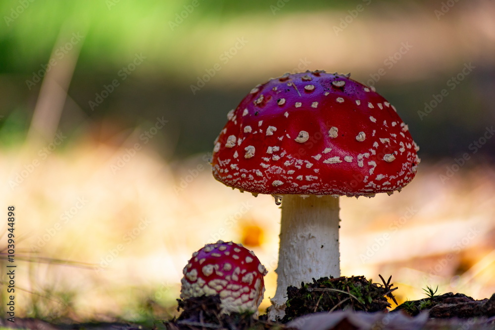 Close-up of fly agaric mushrooms (Amanita muscaria) growing in a sunlit forest.