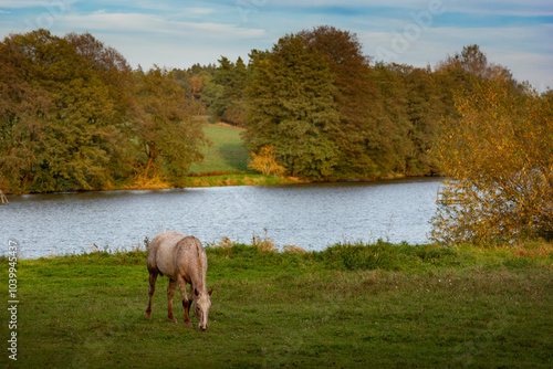 Obraz na płótnie Horse grazing in meadow on autumn evening w salonie