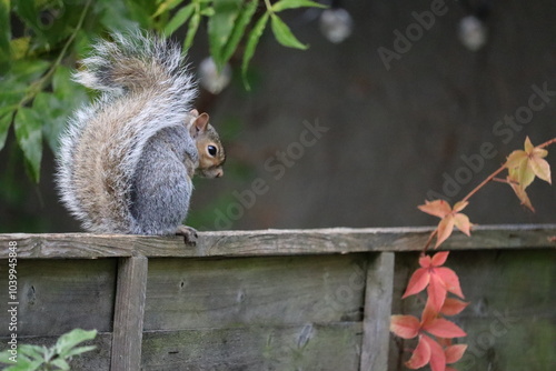 Photography Grey squirrels in Ireland