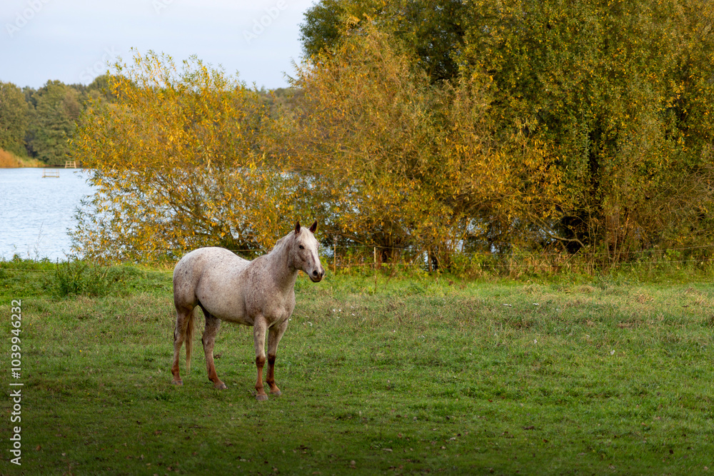 Horse grazing in meadow on autumn evening
