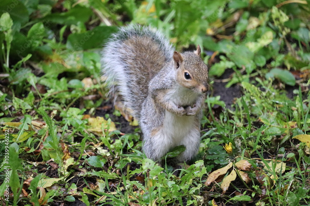Grey squirrels in Ireland Grey squirrels in Ireland