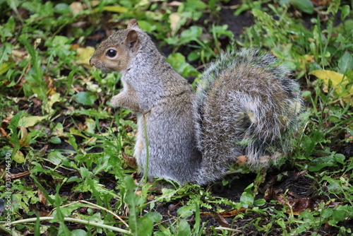 Canvas Print Grey squirrels in Ireland