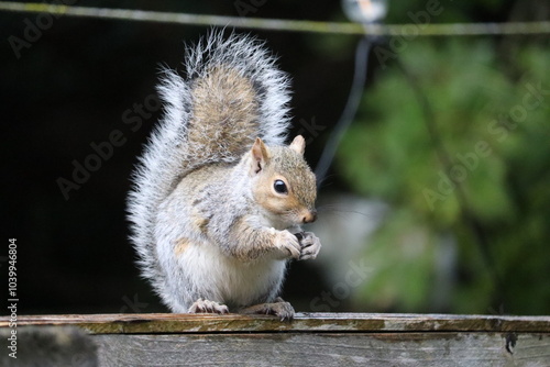 Photography Grey squirrels in Ireland