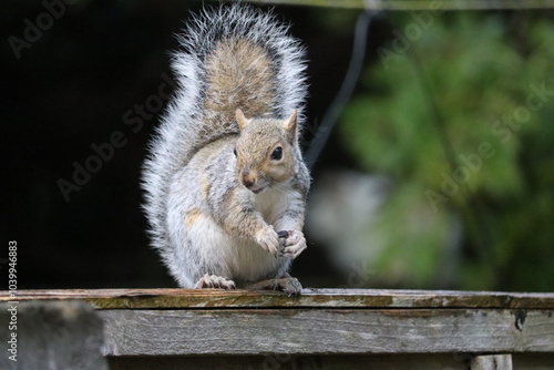 Photography Grey squirrels in Ireland