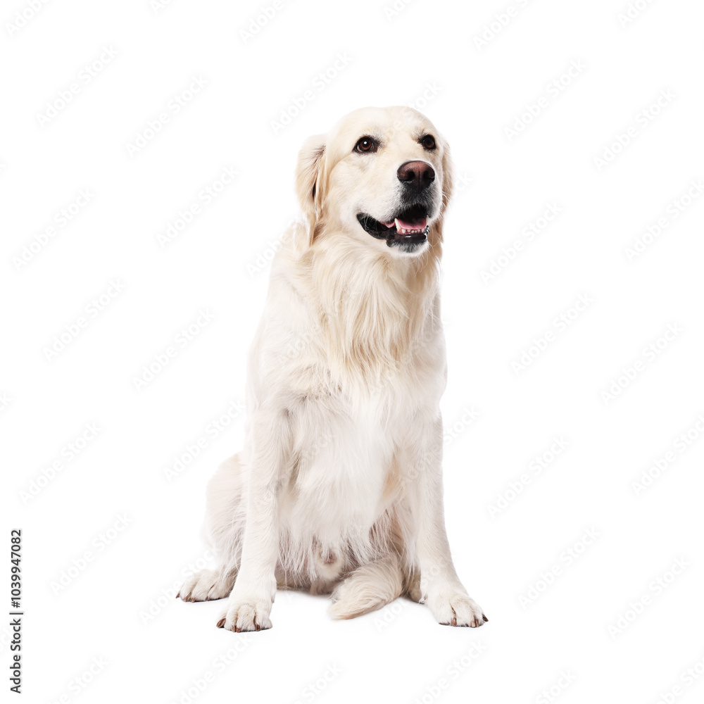 Cute Golden Retriever dog on white background Cute Golden Retriever dog on white background