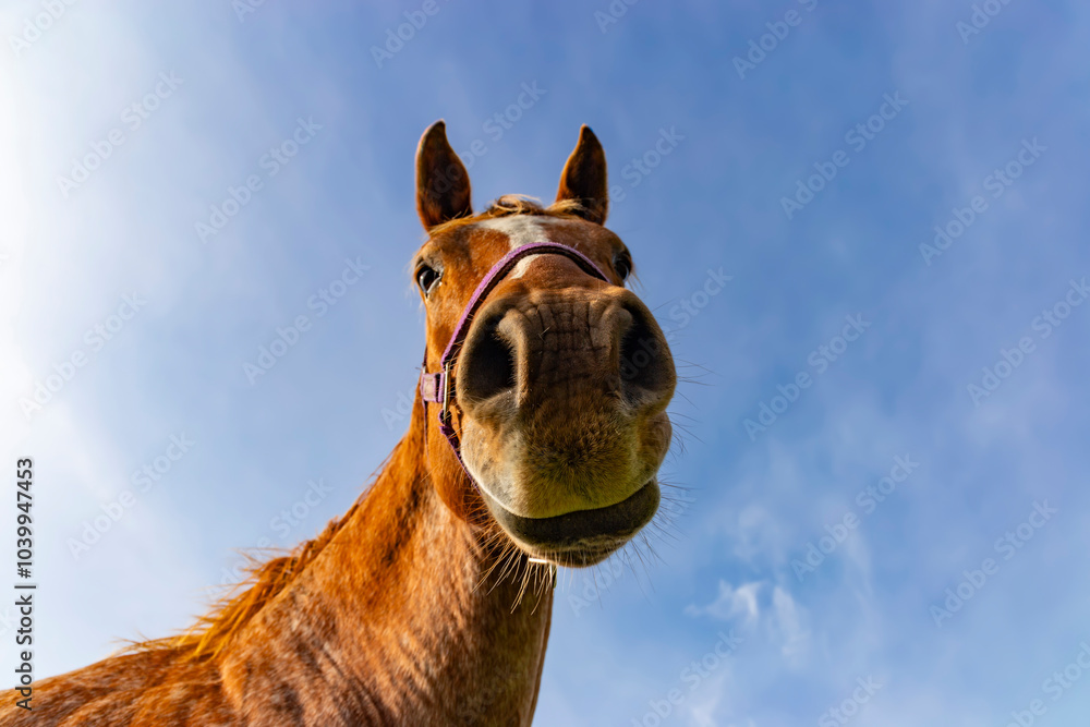 A close-up of a horse's head, a bit funny.