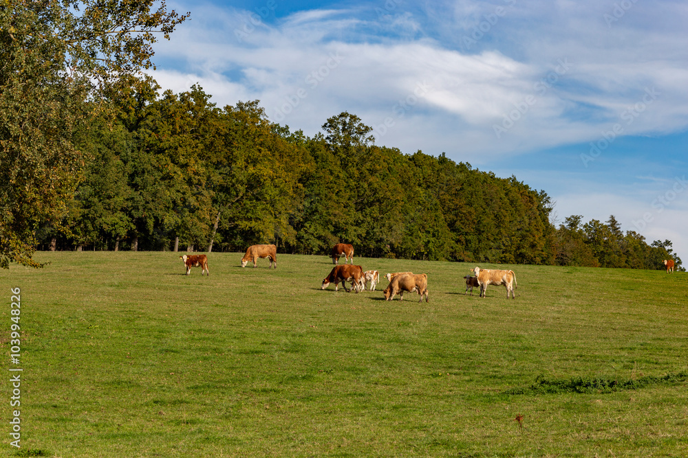 Cows graze in a pasture near a farm.