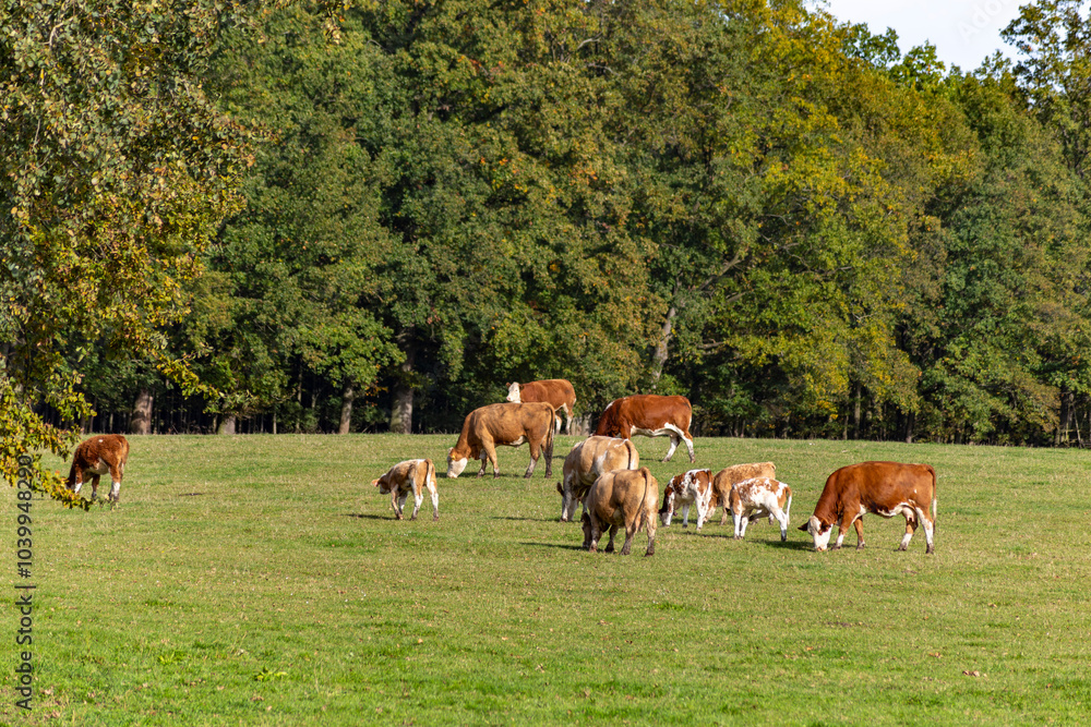 Cows graze in a pasture near a farm.