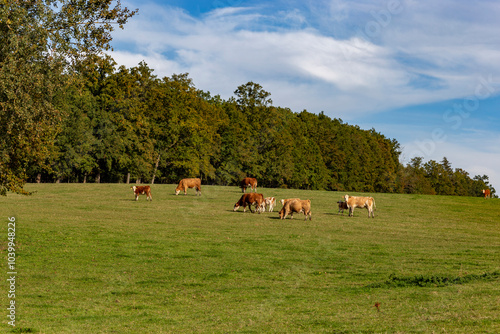 Obraz na płótnie Cows graze in a pasture near a farm.
w salonie