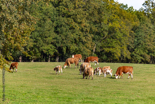 Obraz na płótnie Cows graze in a pasture near a farm.
w salonie