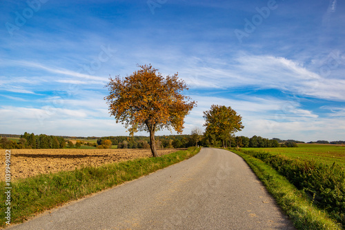 Obraz na płótnie A peaceful countryside road autumnal fields and serene natural surroundings. w salonie