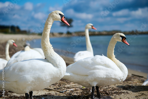 Elegant swans standing on a sandy beach near the water. These graceful birds, with their elongated necks and white feathers, pose majestically against a backdrop of the sea and sky