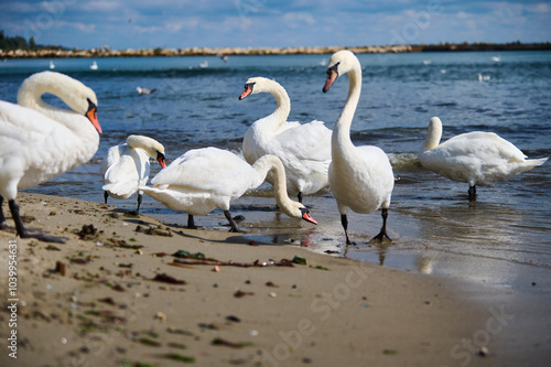 Fototapeta Naklejka Na Ścianę i Meble -  Elegant swans standing on a sandy beach near the water. These graceful birds, with their elongated necks and white feathers, pose majestically against a backdrop of the sea and sky