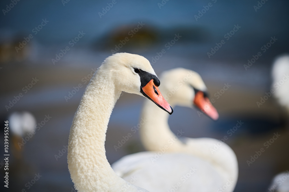Obraz premium Close-up of a graceful swan on a bright sunny day, with its distinctive red beak and elegant neck in full display. The bird stands calmly near the water.
