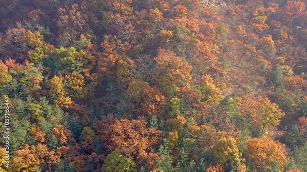 ASAN, SOUTH KOREA - OCTOBER 17, 2024: Stunning autumn colors in the forest showcasing a vibrant mix of reds, oranges, and yellows ASAN, SOUTH KOREA - OCTOBER 17, 2024: Stunning autumn colors in the forest showcasing a vibrant mix of reds, oranges, and yellows