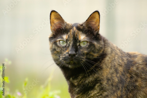 portrait of a tortoiseshell cat