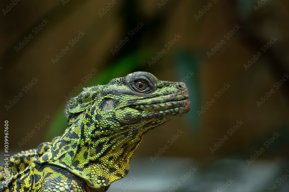 Fototapeta premium Hydrosaurus lizard