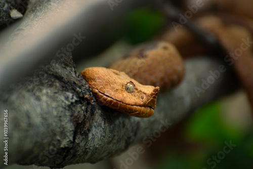 Orange horned viper in a tree photo