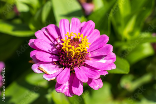 close up of pink flower