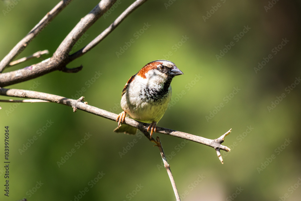 Fototapeta premium sparrow on a branch
