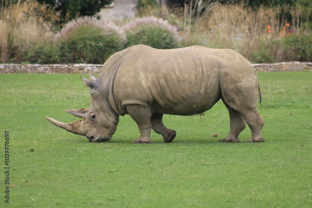 rhino rhino