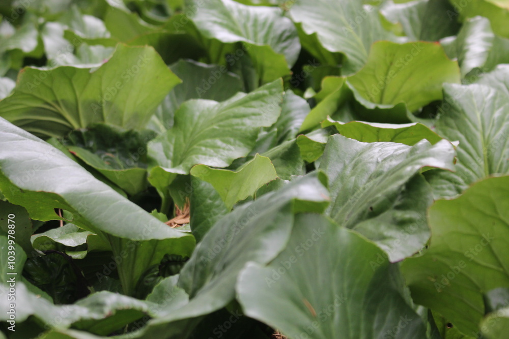 Obraz premium foliage