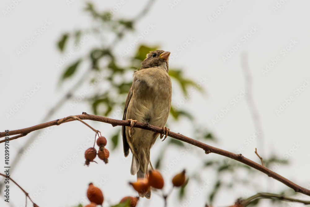 Sparrow sitting on a branch Sparrow sitting on a branch
