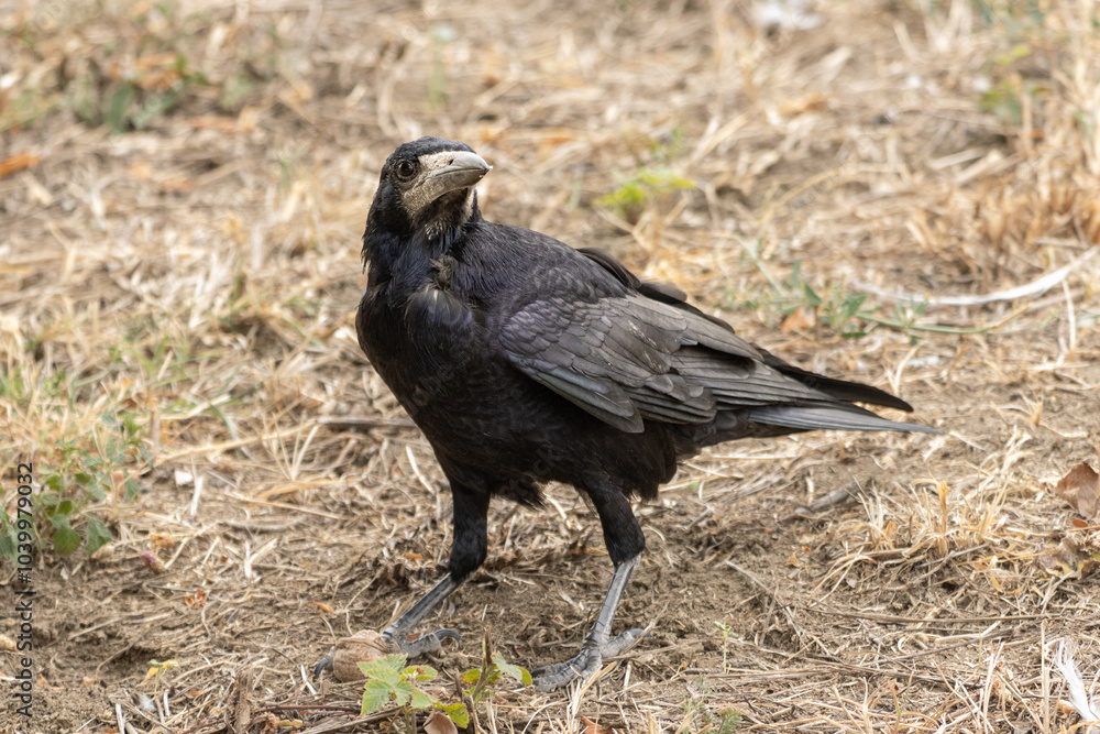 Naklejka premium crow in the grass