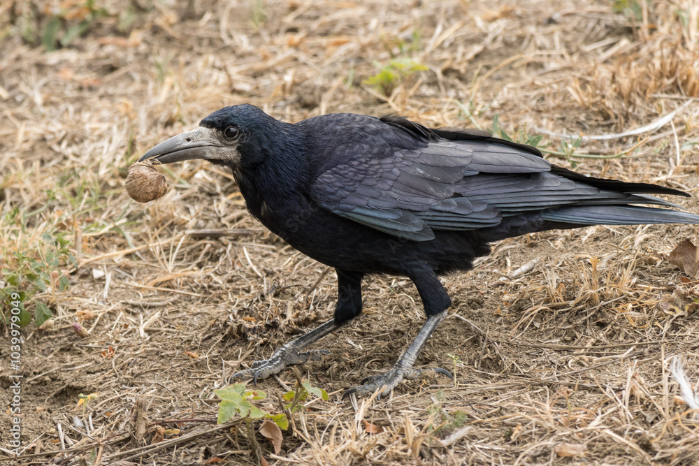 Fototapeta premium crow on the ground