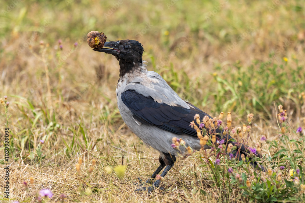 Obraz premium crow in the grass
