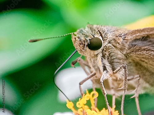 borbo cinnara (Hesperiidae) Butterfly 0n flower photo