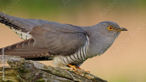 Common cuckoo song, European bird call, Cuculus canorus singing