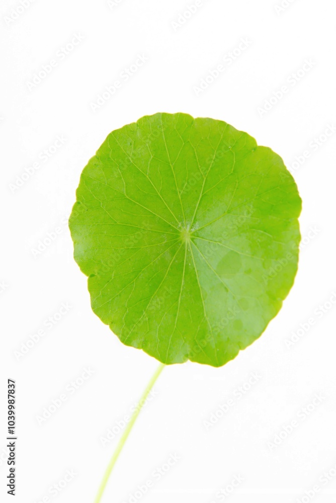Fototapeta premium Close up gotu kola (centella asiatica) green leaf isolated on white background