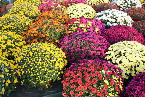 Fotografie Toussaint chrysanthèmes