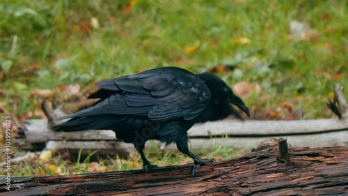Common raven (Corvus corax) feeding on animal intestines