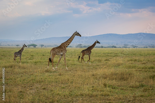 Photo of two giraffes in the savanna in Serengeti National Park in Tanzania, Africa

