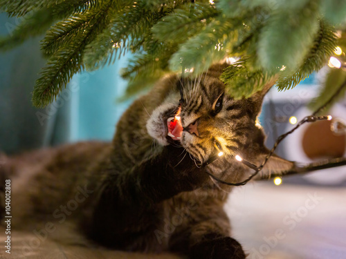Maine coon cat gnawing garland on a christmas tree