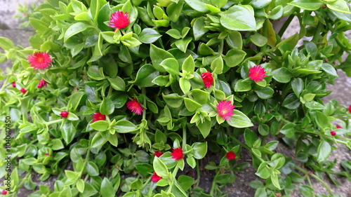 Aptenia cordifolia pianta tappezzante succulenta con foglie a forma di cuore allungato e piccoli fiori rossi. photo