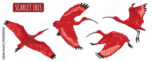 Set of flying birds scarlet ibis or red ibis. Tropical wild life South America and part of the Caribbean. National symbol of Trinidad and Tobago. Vector isolated image for postcard, banner.