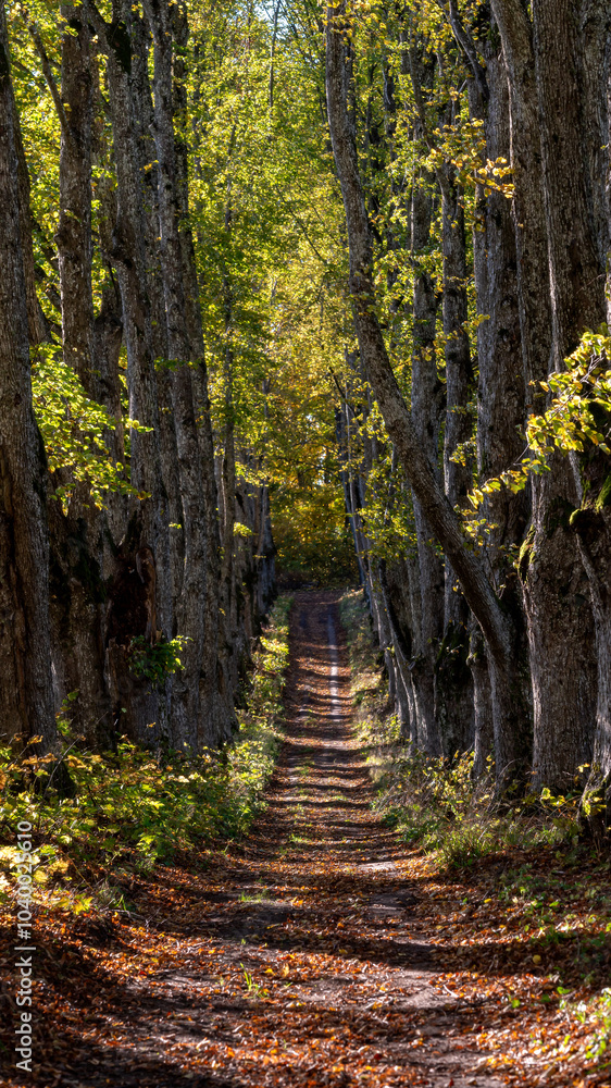 Fototapeta premium A scenic tree-lined path through the forest during autumn colorful transformation