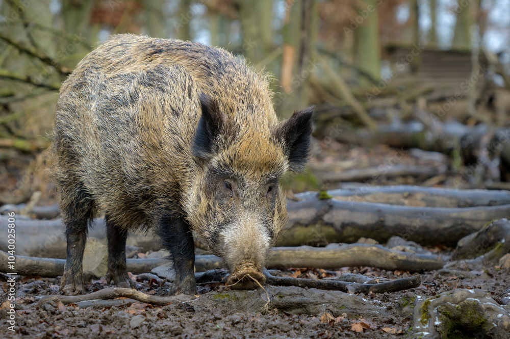 Wild Boar (Sus scrofa) foraging in forest, Germany.