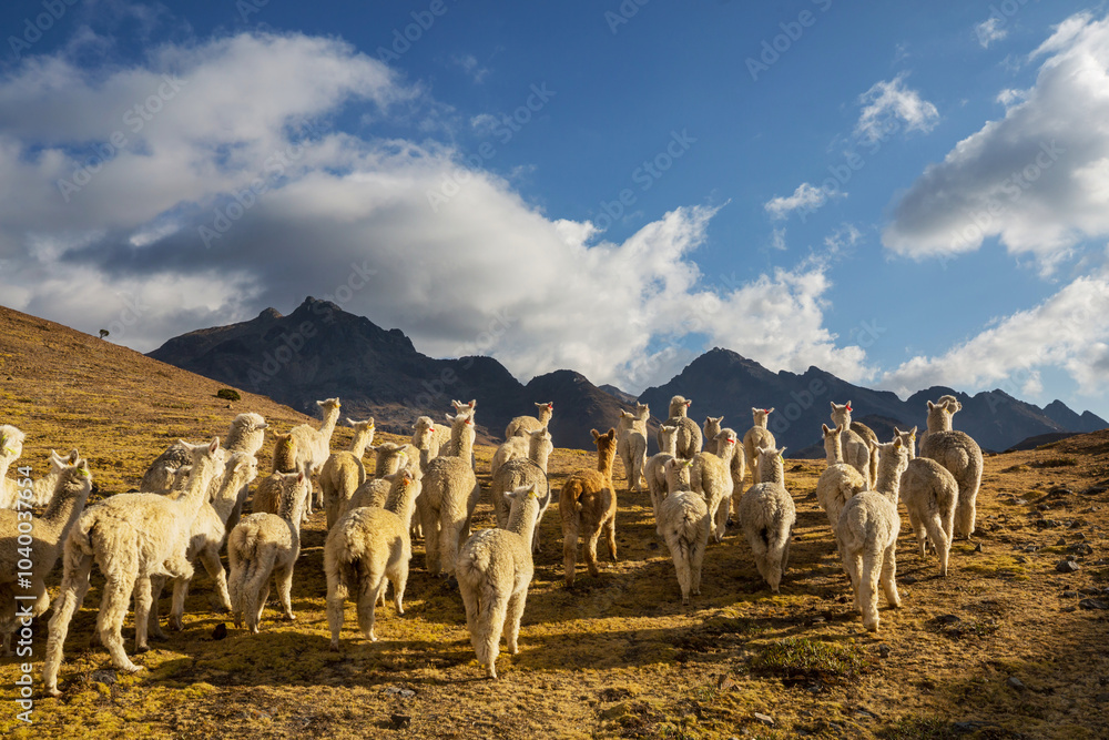 Fototapeta premium Alpaca